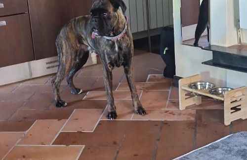 Avenza Apartamento | C è posto per te PETFRIENDLY