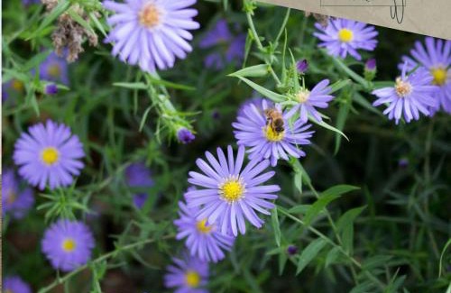 Negrisia Cama Y Desayuno | Ca Veja B&B Forlì