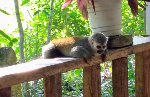 San Jose del Guaviare Otro | Cabaña Armonia