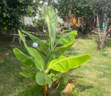 Arucas Casa | Cabaña de Tarzán