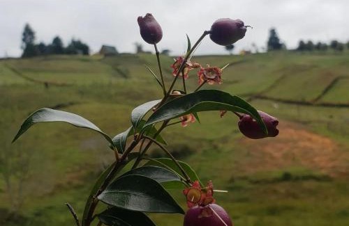 Rionegro Chalet De Esquí | Cabaña glamping