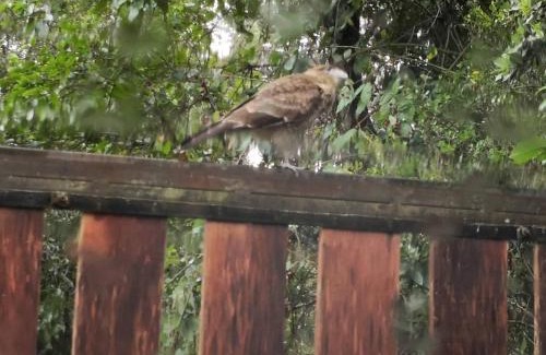 Conaripe Casa | Cabaña Radal en Coñaripe cerca del lago Calafquén