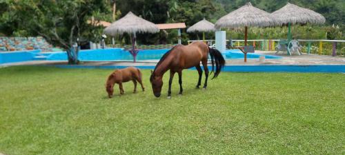 Cocorna Casa | Cabaña rodeada de naturaleza