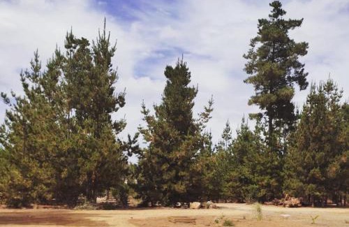 El Quisco Otro | Cabañas VistaBosque de Algarrobo