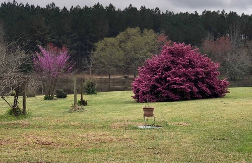 Mesena Cabina | Cabin at Meadow Springs, lakes and walks on 51+acres in Warrenton GA