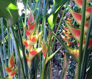 Tuxtla Chico Casa | cabin Claro luna orchard swimming pool 70mbps wifi