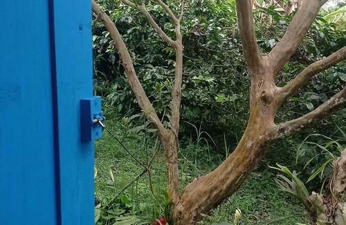 Salento Cabina | Cabin in the Salento cloud forest