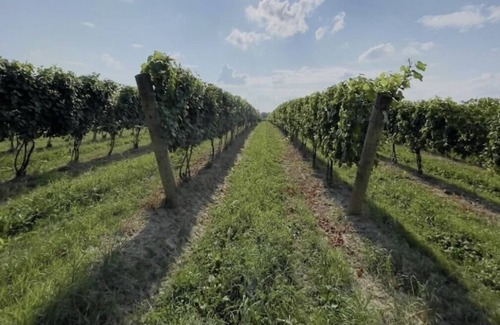 Madison Cabina | Cabin in the vineyards. Very private!