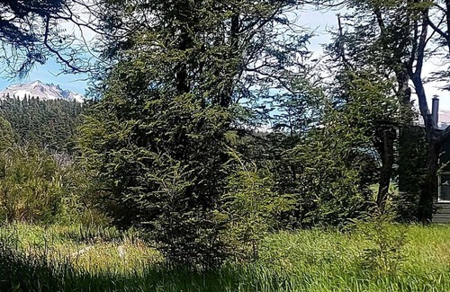 Coyhaique Cabina | cabaña en el bosque