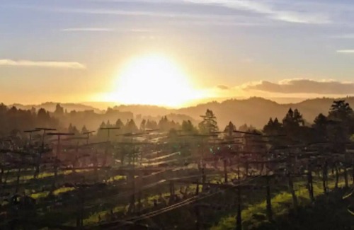 Los Gatos Cabina | Cabin with loft under a tree in Santa Cruz mountains near Beach and wine tasting