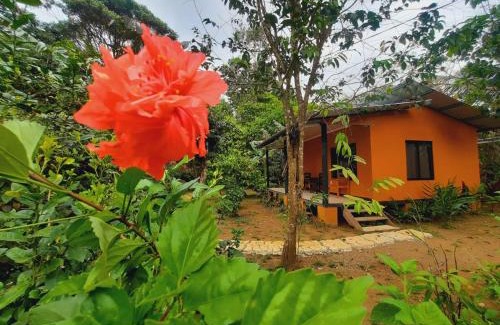 Los Planes Cama Y Desayuno | Cabinas Corcovado Green Parrot, Los Planes Drake