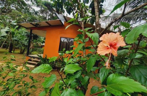 Los Planes Cama Y Desayuno | Cabinas Corcovado Green Parrot, Los Planes Drake