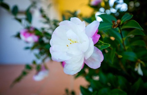 Cessnock Casa | Camellia Cottage