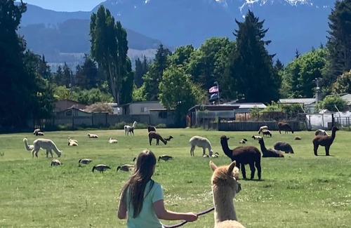 Port Angeles East Alquiler De RV | Camp amoung Alpacas Llamas & Sheep close to Olympic National Forest Port Angeles