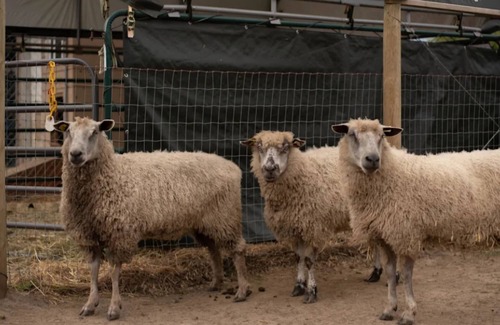 Port Angeles East Alquiler De RV | Camp amoung Alpacas Llamas & Sheep close to Olympic National Forest Port Angeles
