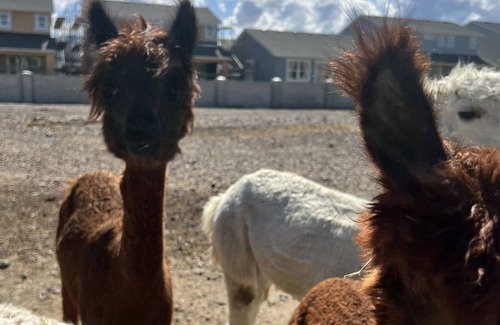 Herriman Casa | Camp in style on hands on farm