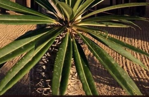Todos Santos Cabina | Camp - Santos
