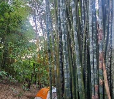 Cuetzalan del Progreso Otro | Campamento equipado de bosque
