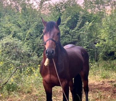 Karuc Otro | camping and horseback riding Parci