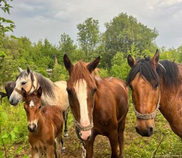 Karuc Otro | camping and horseback riding Parci