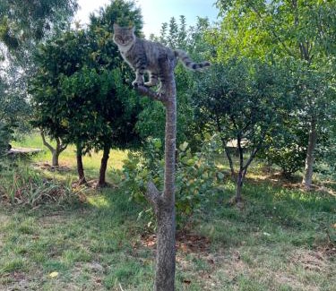 Grile Otro | Camping villa lake shkodra