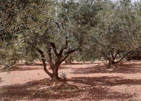 Leivathos Apartamento | Captain's Apartments in Olive Grove