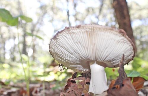 Tlajomulco de Zuniga Otro | Carpa Glamping