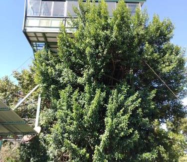 Aguas Zarcas Apartamento | Casa árbol