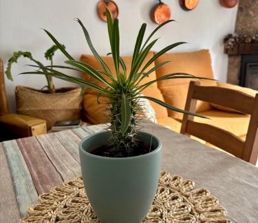 Pedro Bernardo Casa | Casa Árbol