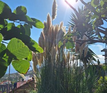 Canhas Casa | Casa-Albatros