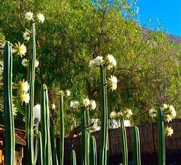 Vicuna Casa | Casa Amatista Travels