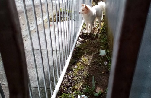 Matagalpa Otro | Casa Centrica en La Dalia a 1 C. gasolinera Puma, Apto para familias y mascotas