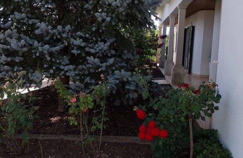 Fatima Casa | Casa com ALma