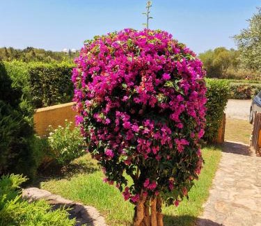 Porto Pollo Apartamento | Casa di Giò - Bilocale con giardino
