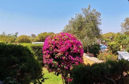Porto Pollo Apartamento | Casa di Giò - Bilocale con giardino