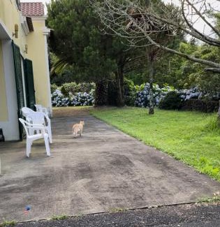 Ribeira Grande Casa | Casa dos Plátanos