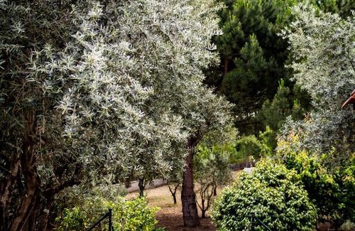 Tomar Casa | casa Jone