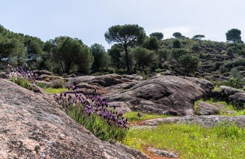 Las Jaras Casa | Casa los Jardines del Lago