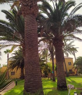 Corralejo Apartamento | CASA MARGHERITA - 15B Oasis Tamarindo 1 - Nuova Gestione