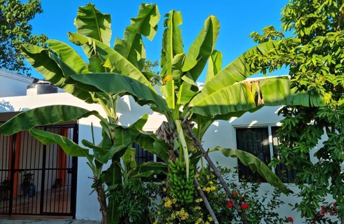 Tuxpan Casa | Casa Marine.