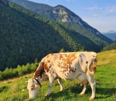 Moieciu Casa | Casa Muchia lui Gîrniță