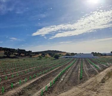 Mertola Casa | Casa na horta, planície alentejana
