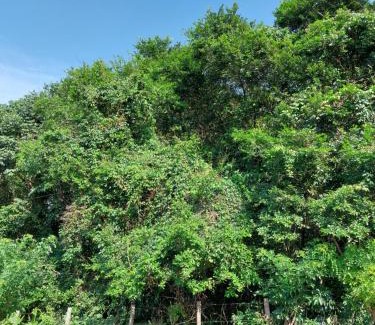 Cumuruxatiba Casa | Casa Passarinhos