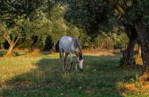 Peñarroya-Pueblonuevo Casa | Casa Rural Finca Las Picazas