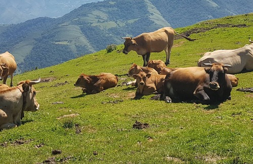 Quiros Casa | Casa Rural La Matuca, Senda Del Oso, Asturias