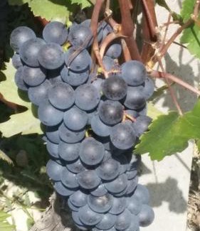 Marsaglia Cama Y Desayuno | Casa Tarò