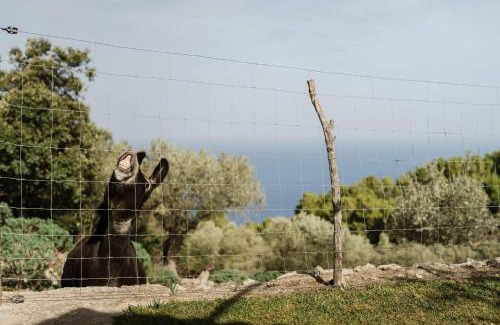 Valldemossa Casa | Casa Tramuntana