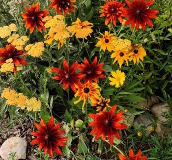 Gunnison Apartamento | Casa Wildflower