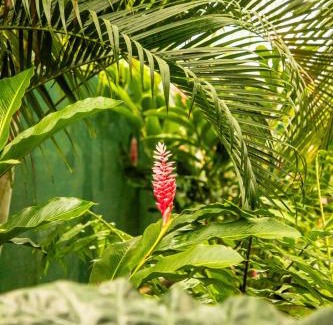 Cahuita Apartamento | Casa Yute