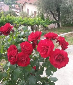 Arcola Apartamento | casetta del nonno bis